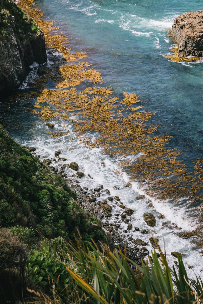 Nugget Point - Southland, New Zealand - Credit Liz Carlson (8)