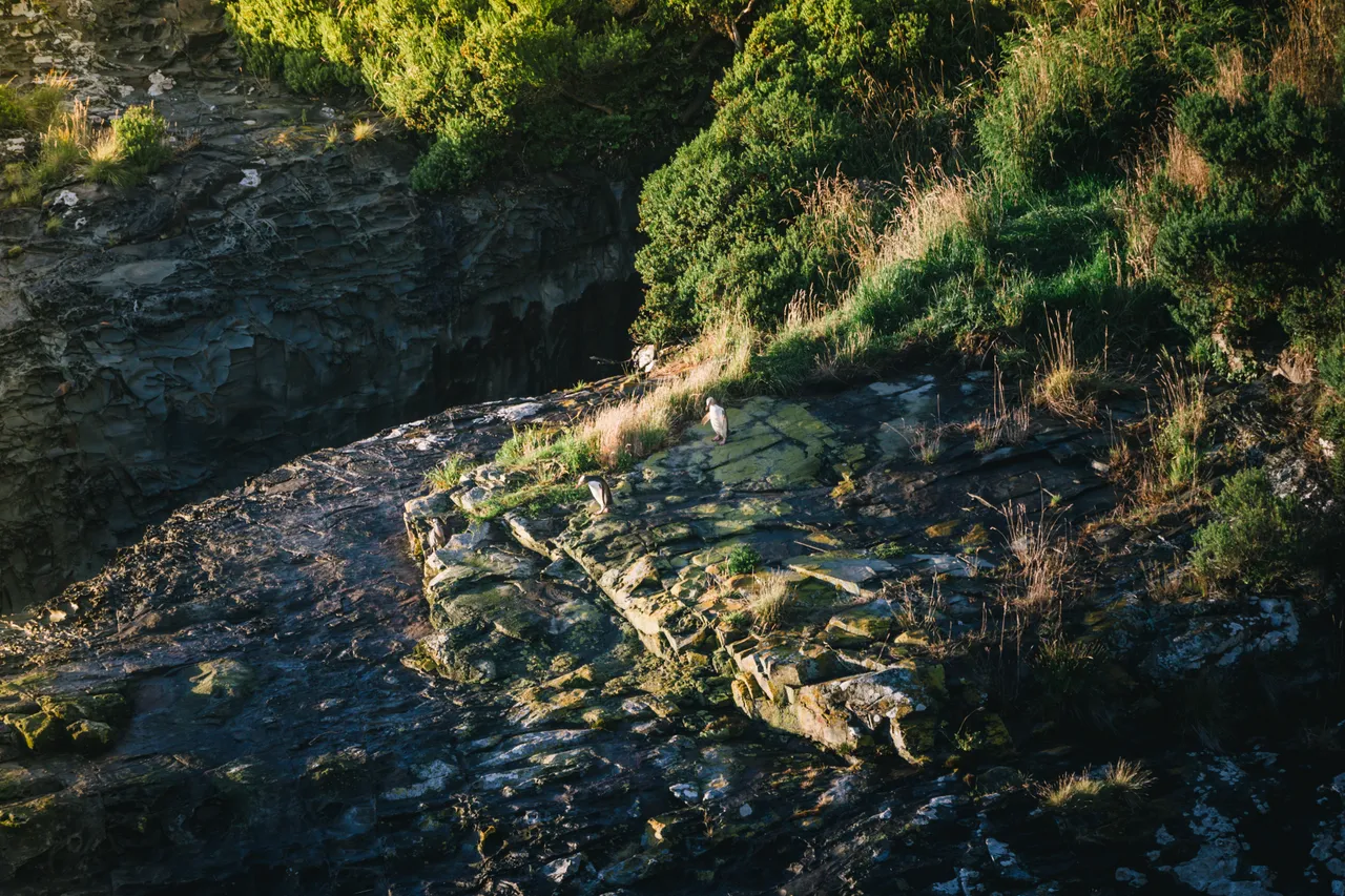 Catlins Tours - Southland, New Zealand - Credit Liz Carlson (7)