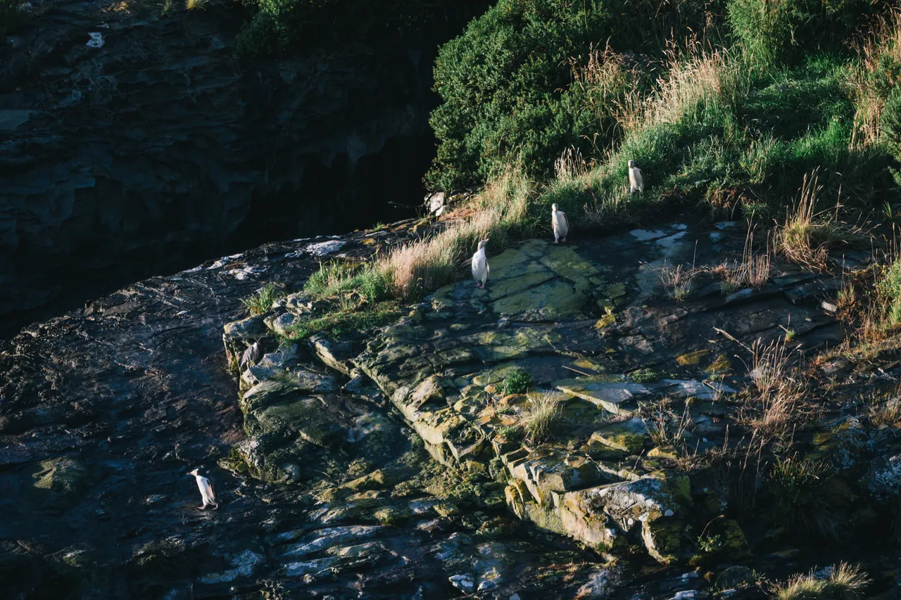Catlins Tours - Southland, New Zealand - Credit Liz Carlson (8)