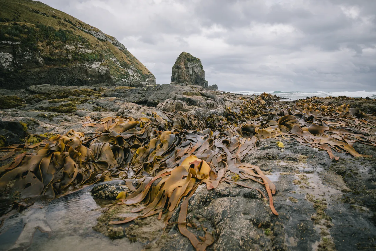 Cannibal Bay - Southland, New Zealand - Credit Liz Carlson (20)