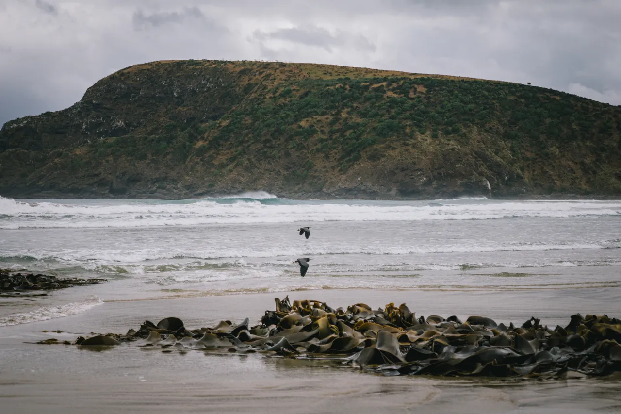 Cannibal Bay - Southland, New Zealand - Credit Liz Carlson (19)