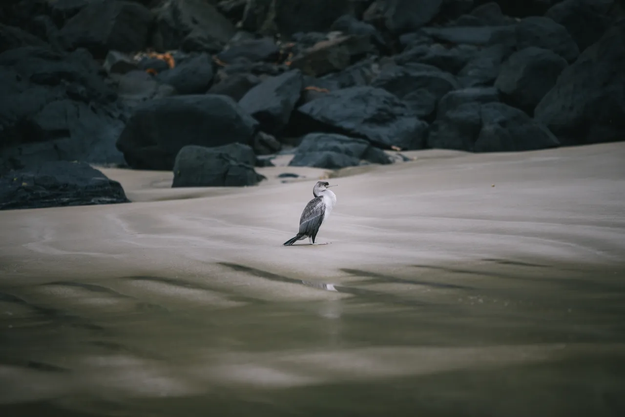 Cannibal Bay - Southland, New Zealand - Credit Liz Carlson (15)