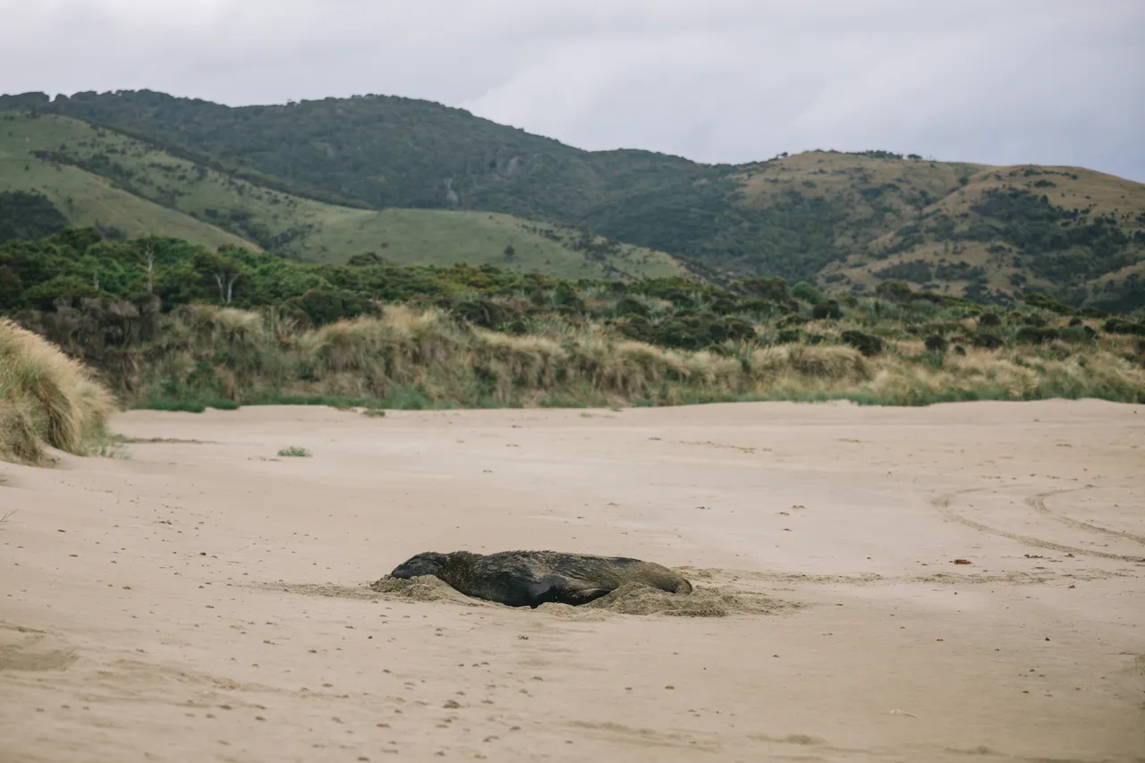 Cannibal Bay - Southland, New Zealand - Credit Liz Carlson (6)