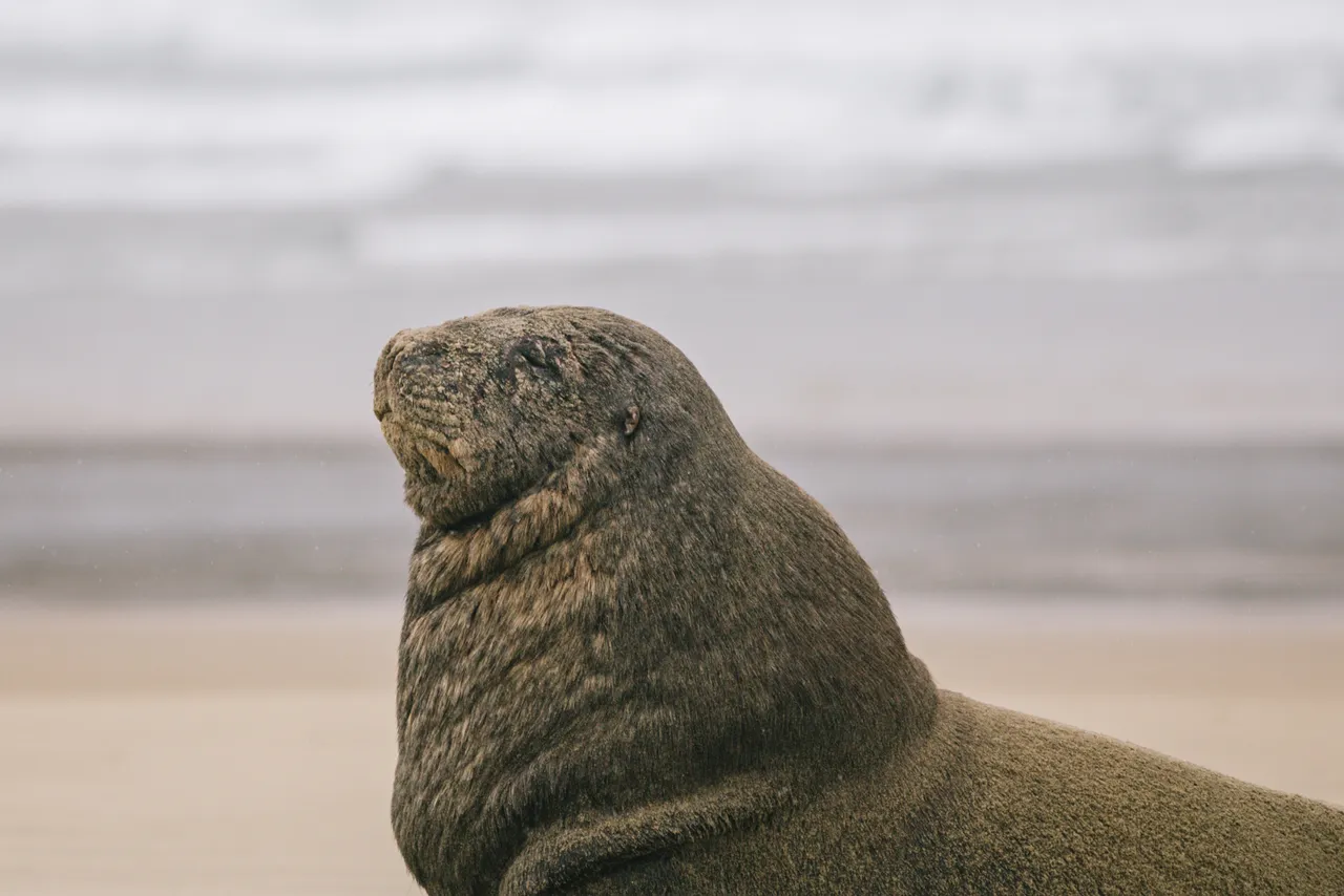 Cannibal Bay - Southland, New Zealand - Credit Liz Carlson (12)