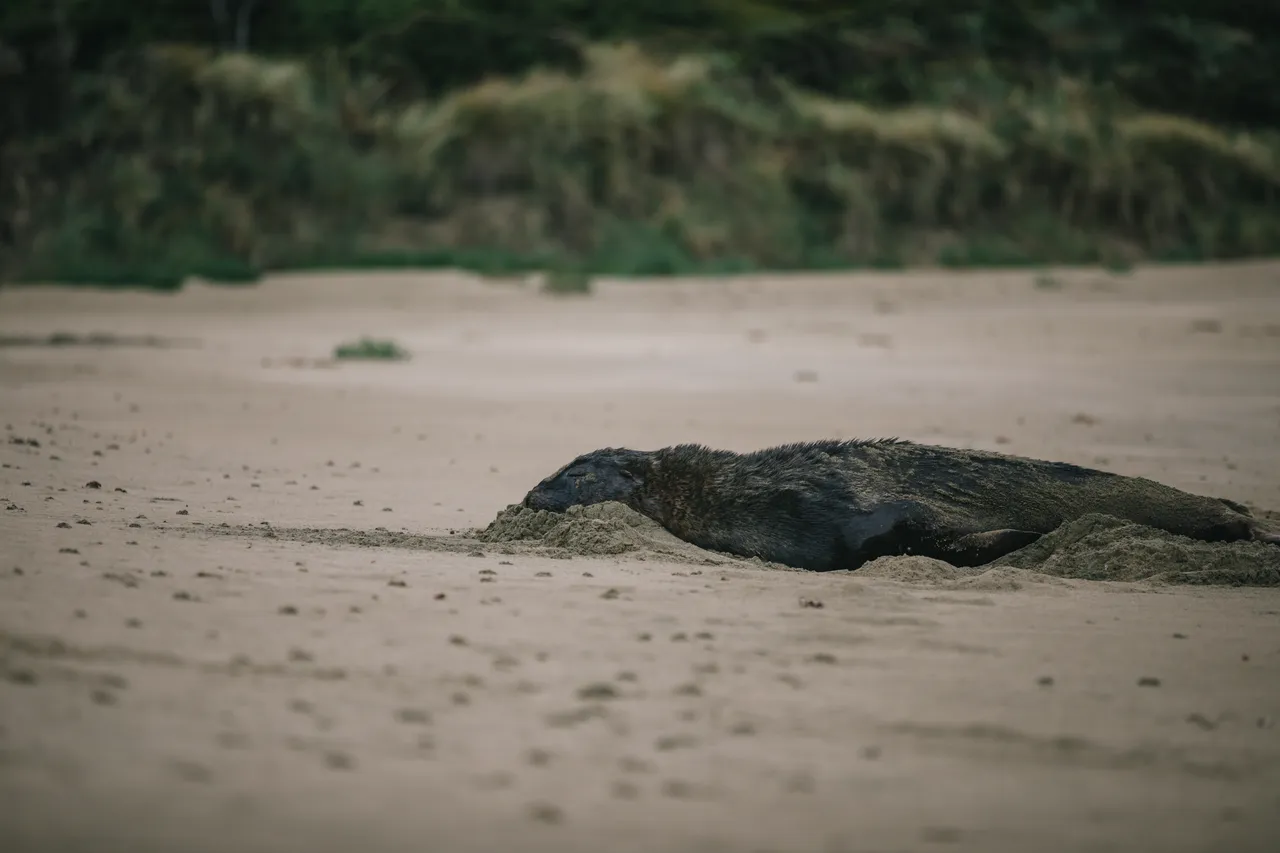 Cannibal Bay - Southland, New Zealand - Credit Liz Carlson (7)