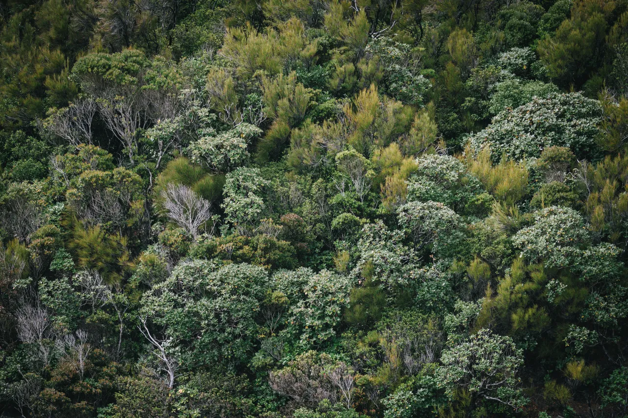 Ulva Island - Southland New Zealand - Credit Liz Carlson (6)