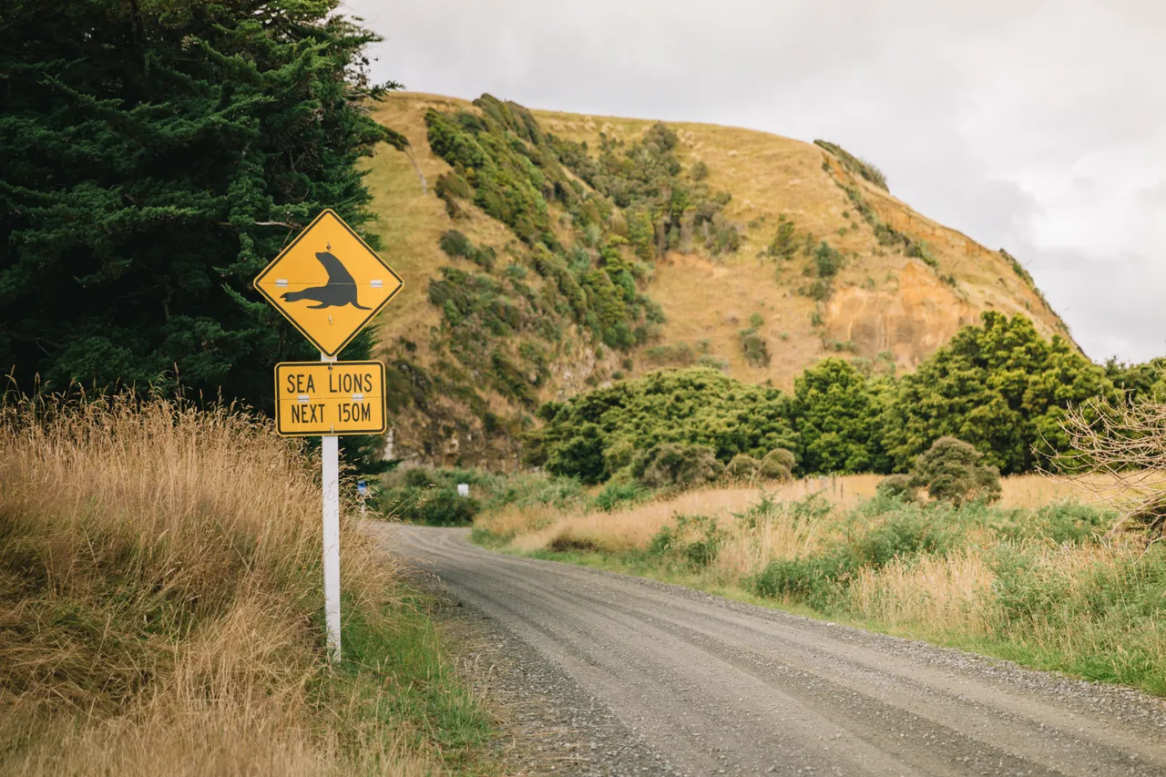 Cannibal Bay - Southland, New Zealand - Credit Liz Carlson (1)