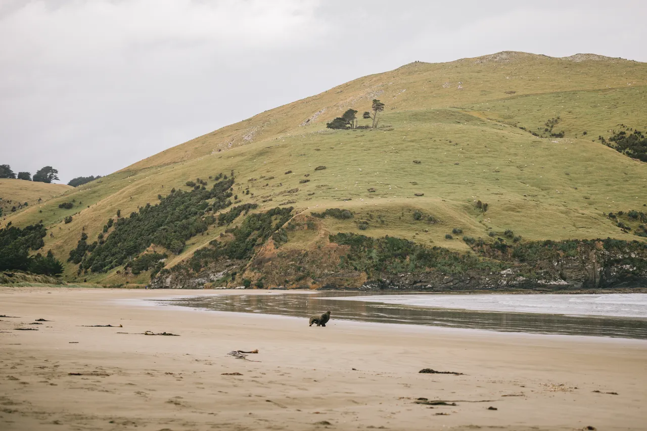 Cannibal Bay - Southland, New Zealand - Credit Liz Carlson (3)