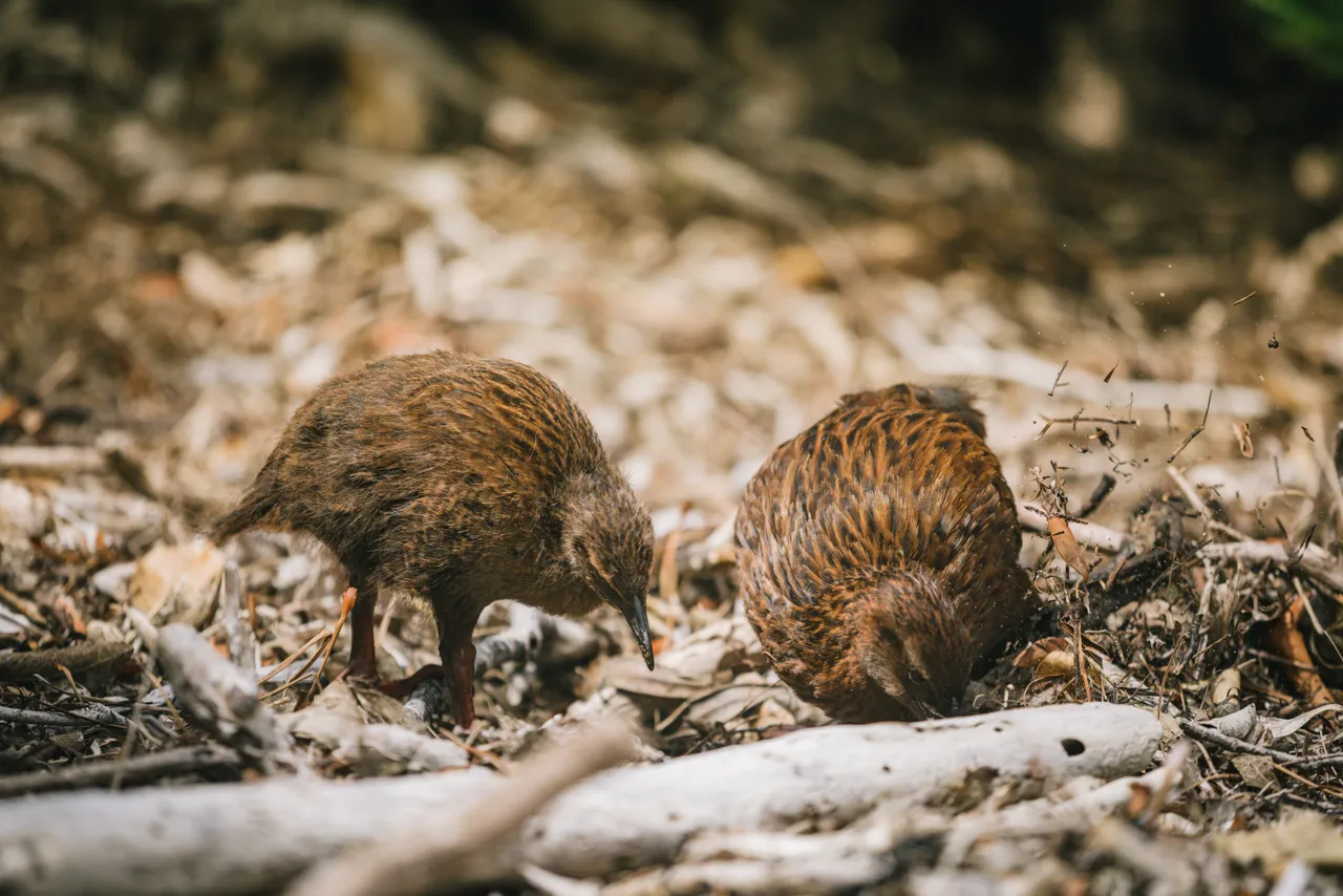 Ulva Island - Southland New Zealand - Credit Liz Carlson (13)
