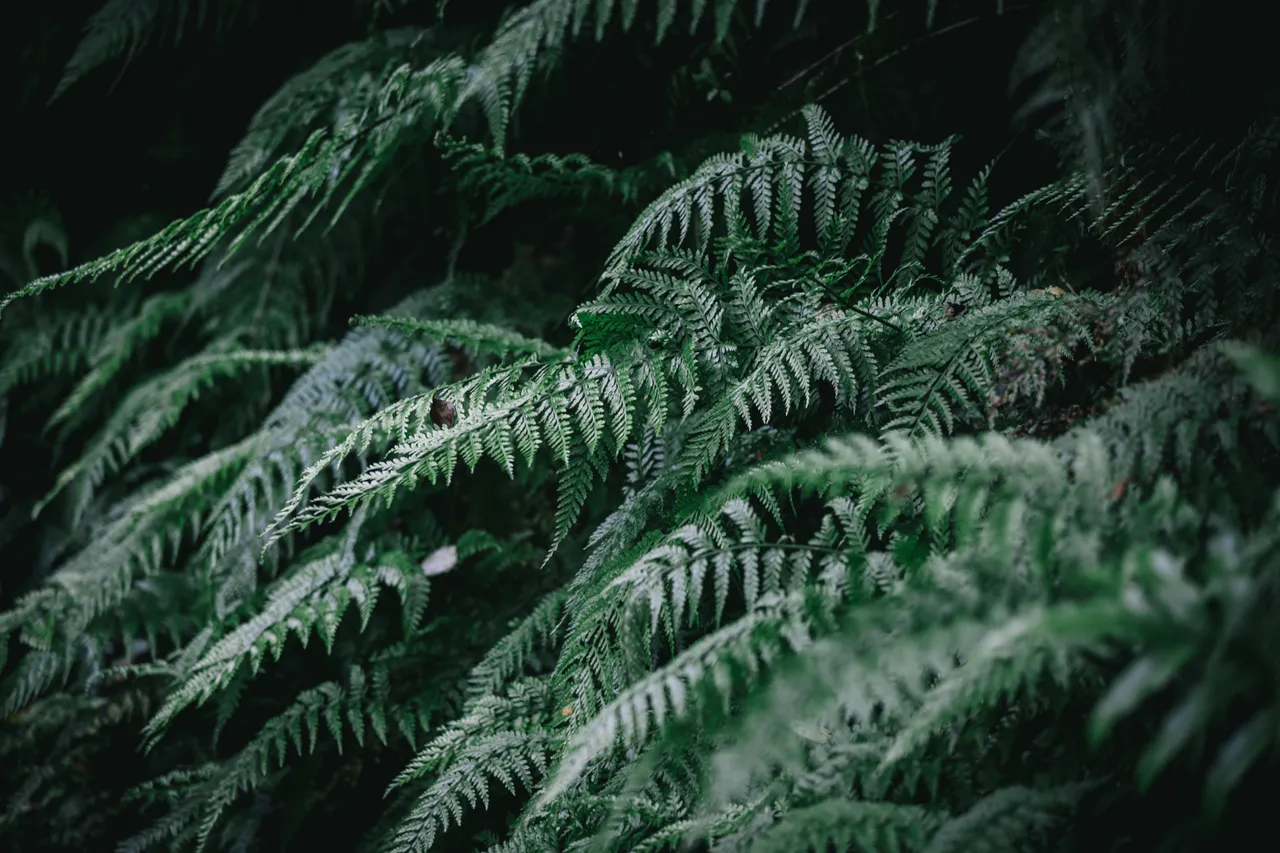 Stewart Island - Southland New Zealand - Credit Liz Carlson (21)