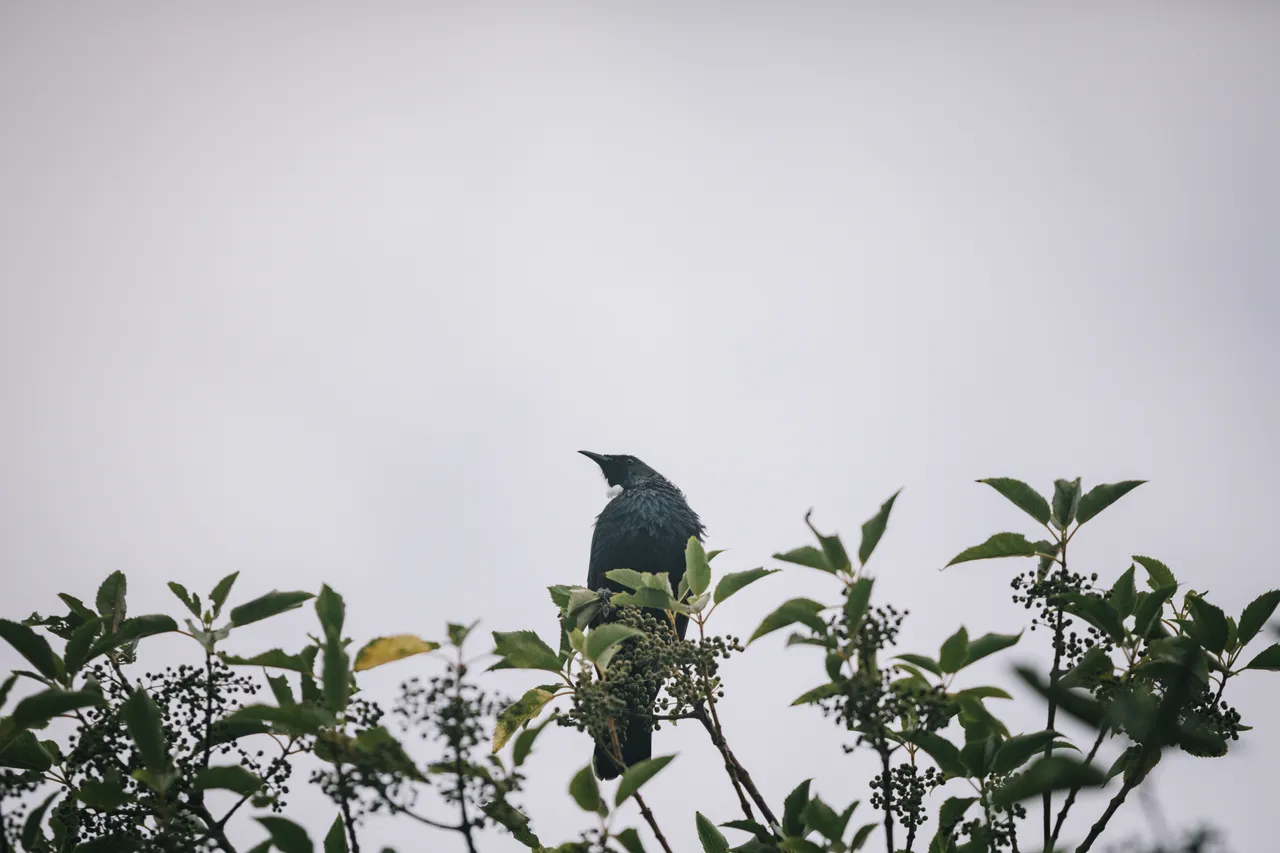 Stewart Island - Southland New Zealand - Credit Liz Carlson (19)