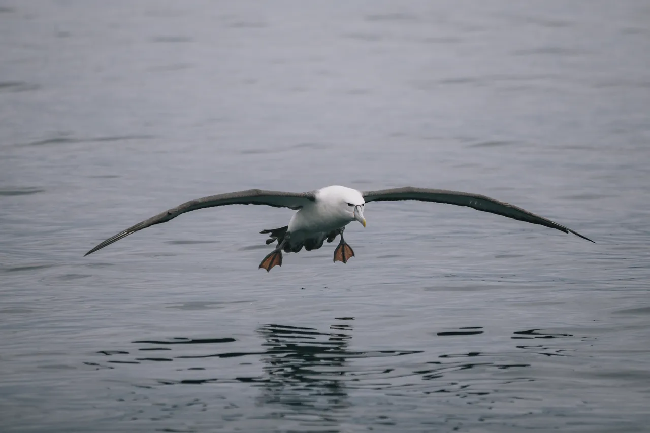 Stewart Island - Southland New Zealand - Credit Liz Carlson (7)