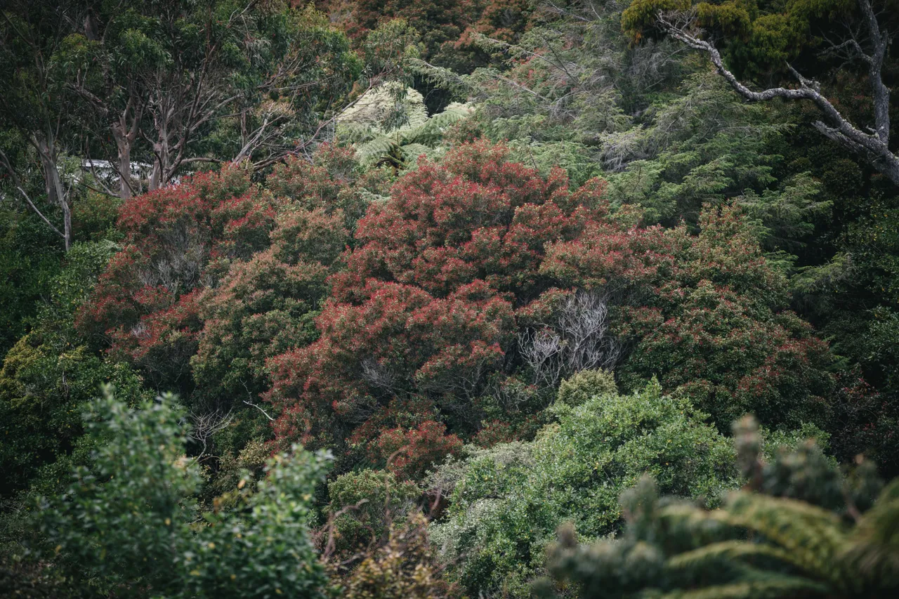 Stewart Island - Southland New Zealand - Credit Liz Carlson (25)