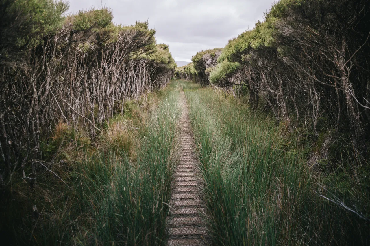 Mason Bay - Southland New Zealand - Credit Liz Carlson (14)