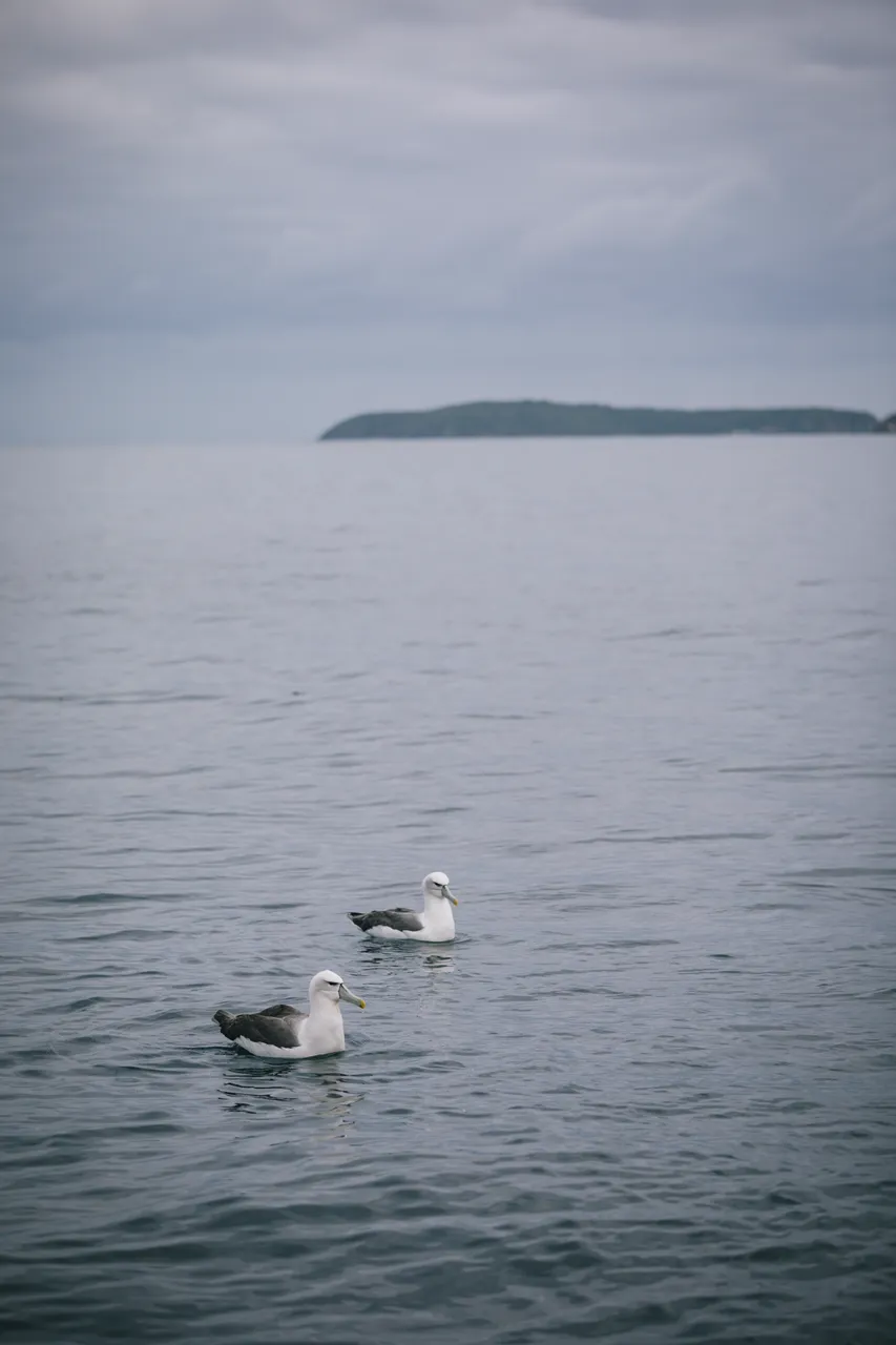 Stewart Island - Southland New Zealand - Credit Liz Carlson (6)