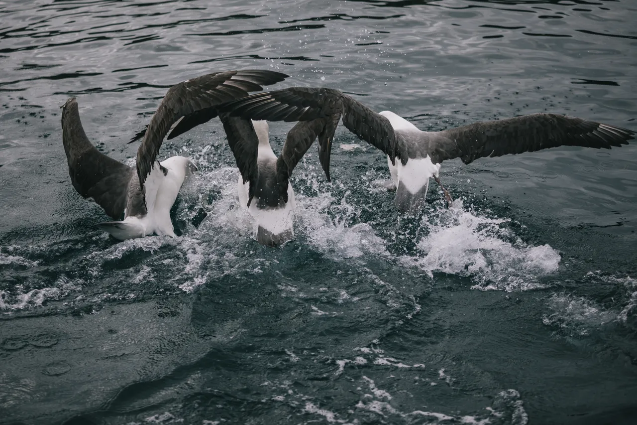 Stewart Island - Southland New Zealand - Credit Liz Carlson (4)