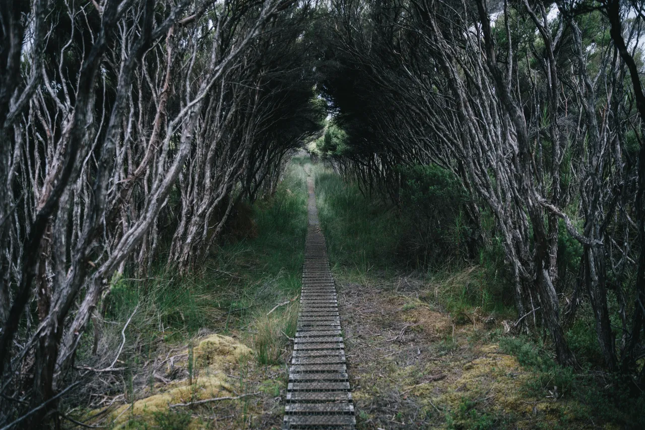Mason Bay - Southland New Zealand - Credit Liz Carlson (15)