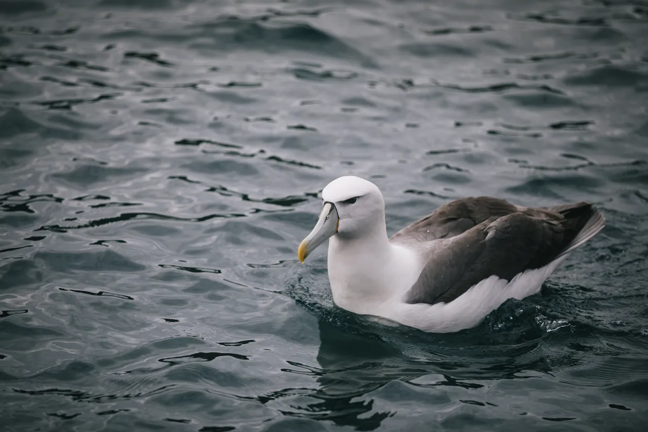 Stewart Island - Southland New Zealand - Credit Liz Carlson (2)