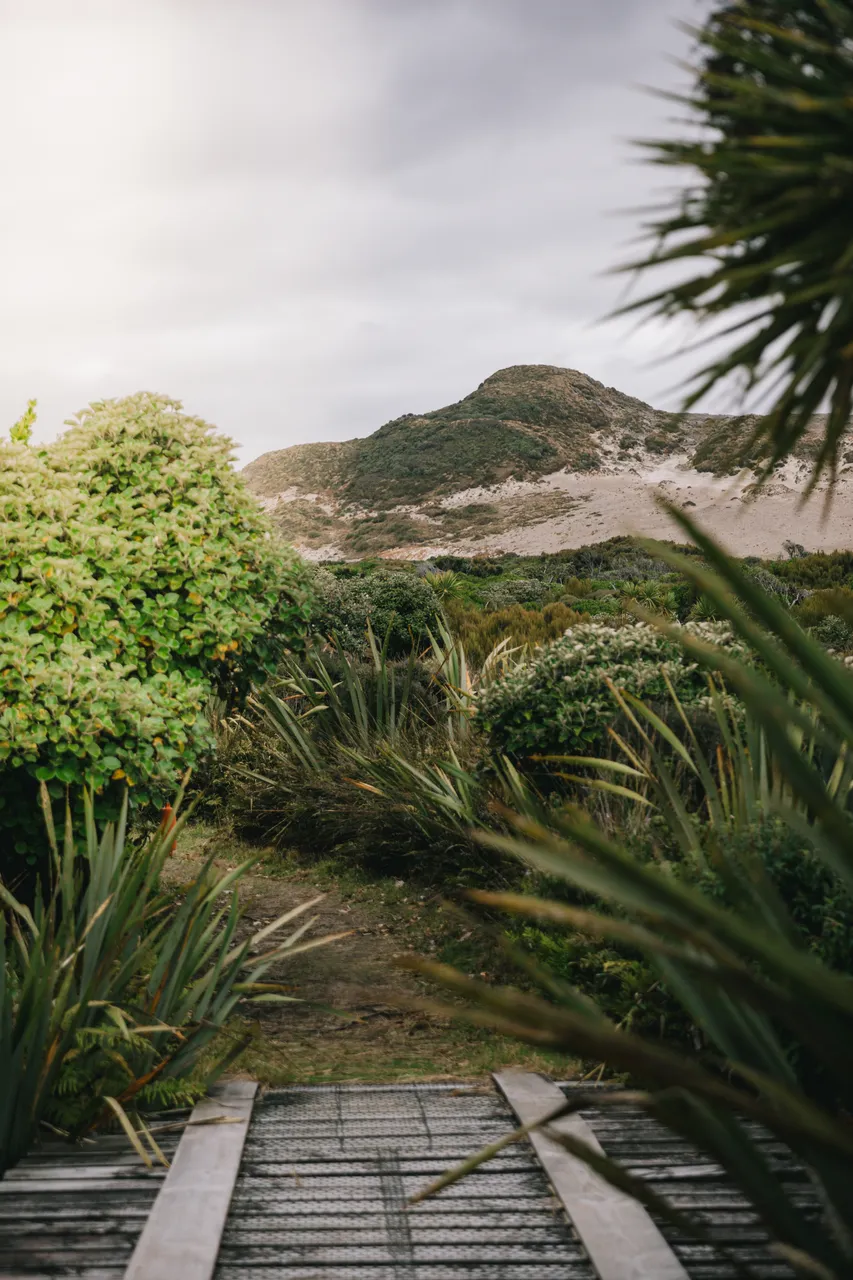 Mason Bay - Southland New Zealand - Credit Liz Carlson (10)