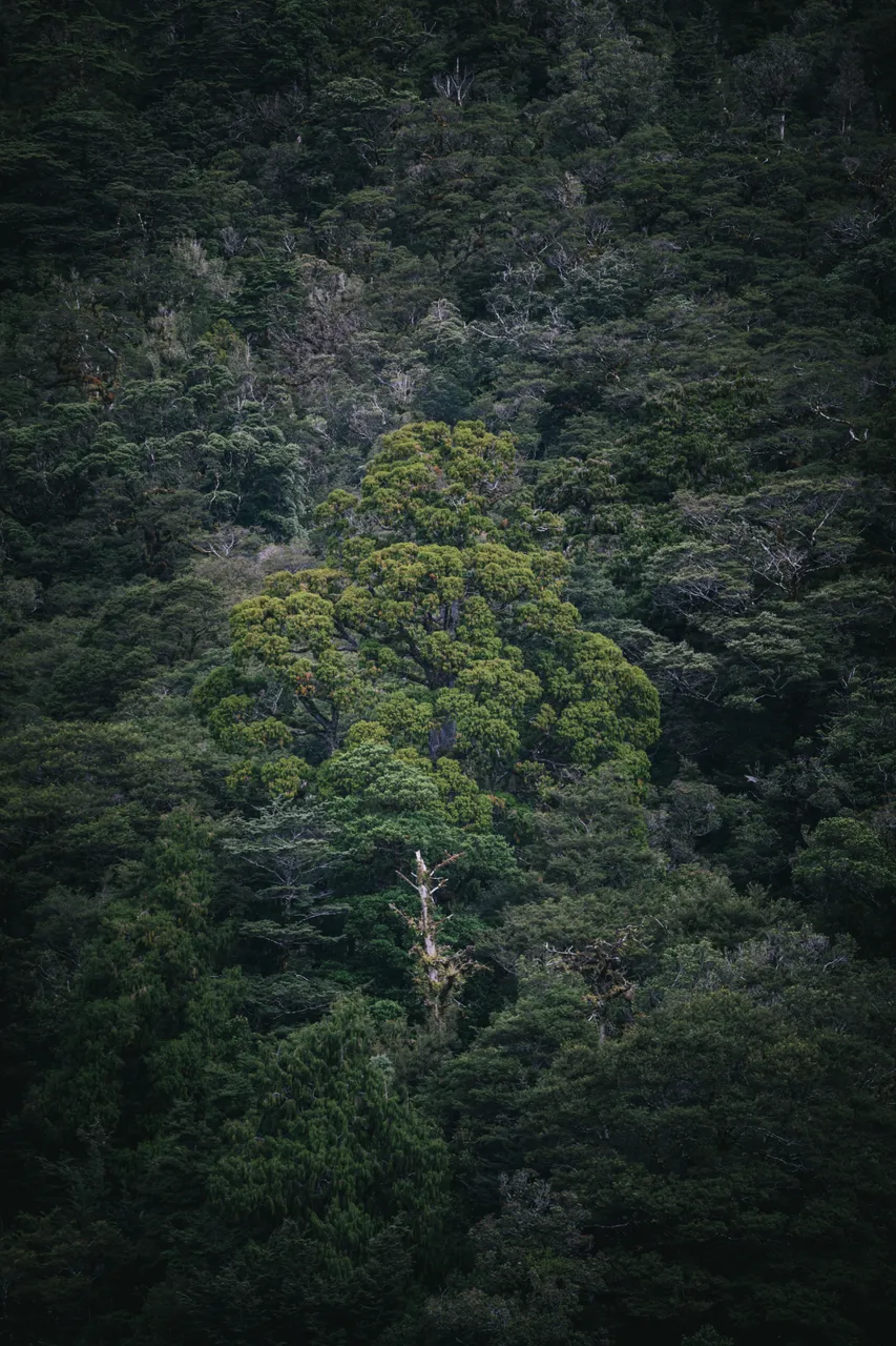 Wild Fiordland - Southland, New Zealand - Credit Liz Carlson (119)