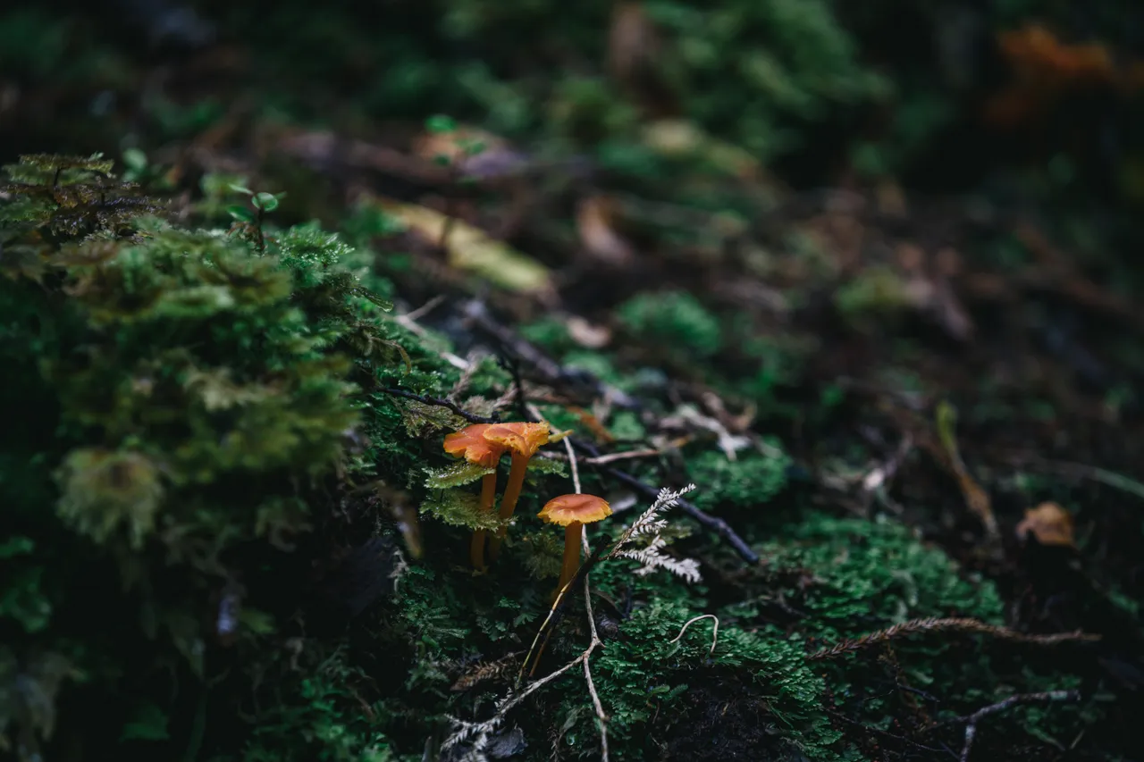 Wild Fiordland - Southland, New Zealand - Credit Liz Carlson (75)