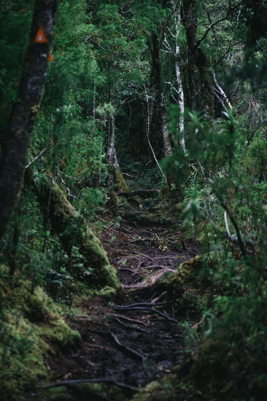 Wild Fiordland - Southland, New Zealand - Credit Liz Carlson (67)