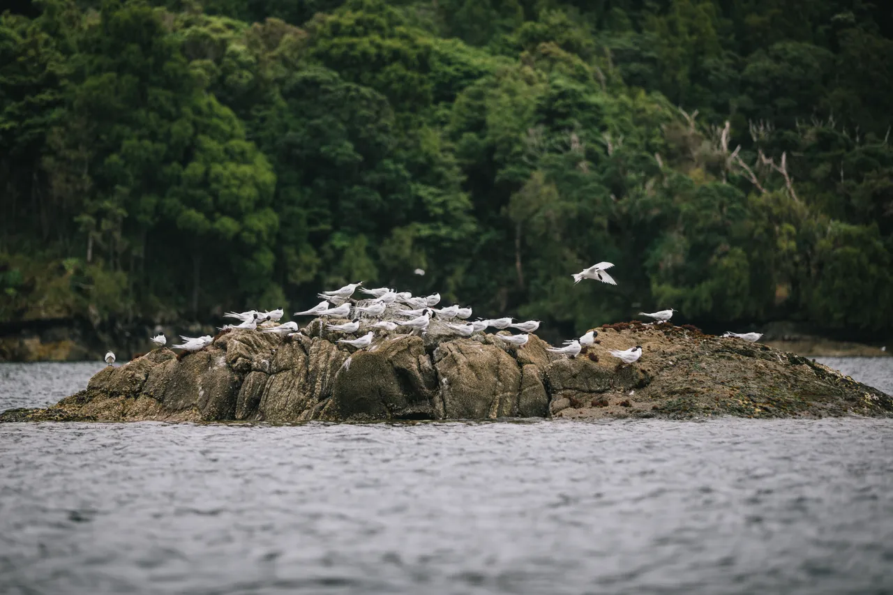Wild Fiordland - Southland, New Zealand - Credit Liz Carlson (63)