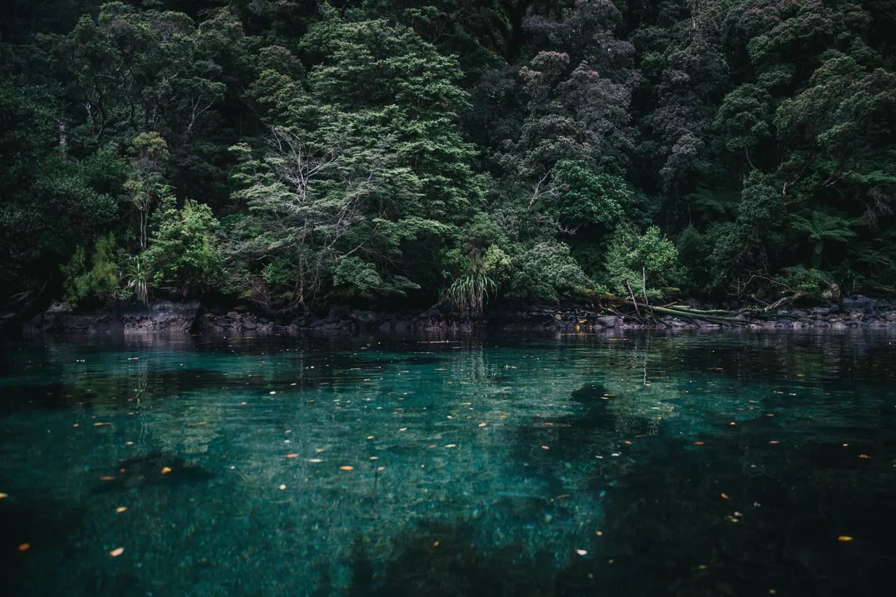 Wild Fiordland - Southland, New Zealand - Credit Liz Carlson (56)