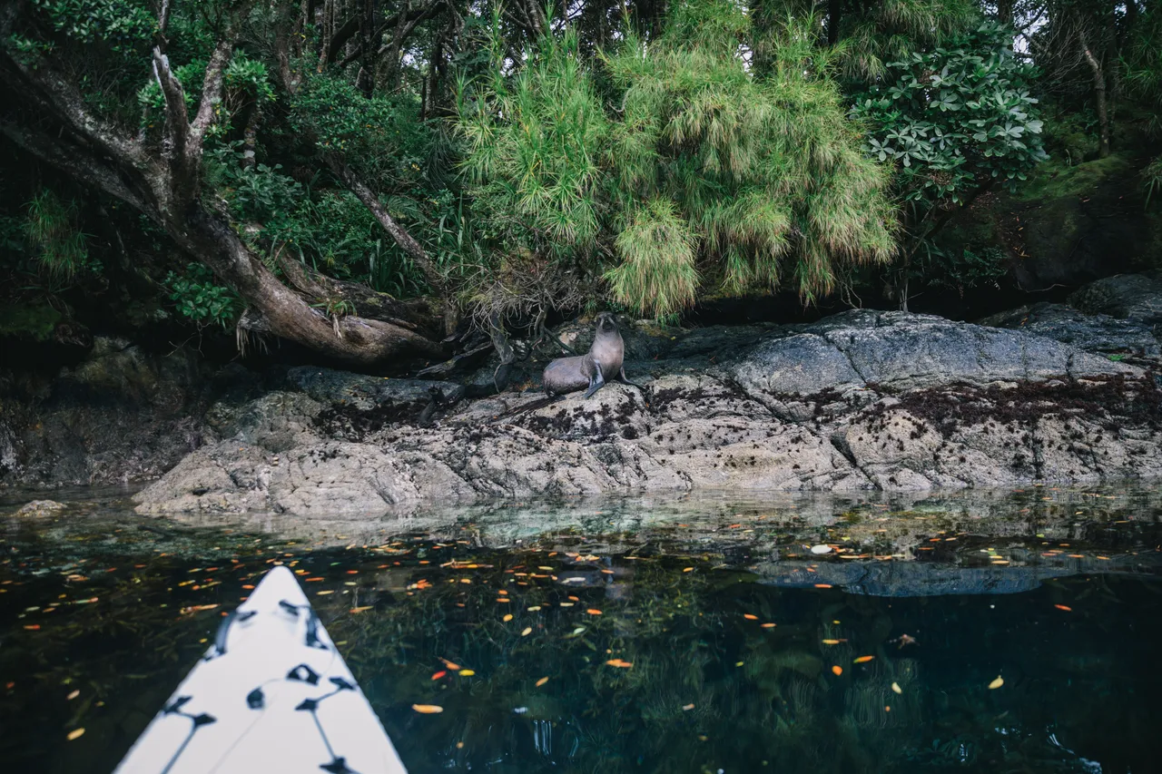 Wild Fiordland - Southland, New Zealand - Credit Liz Carlson (55)