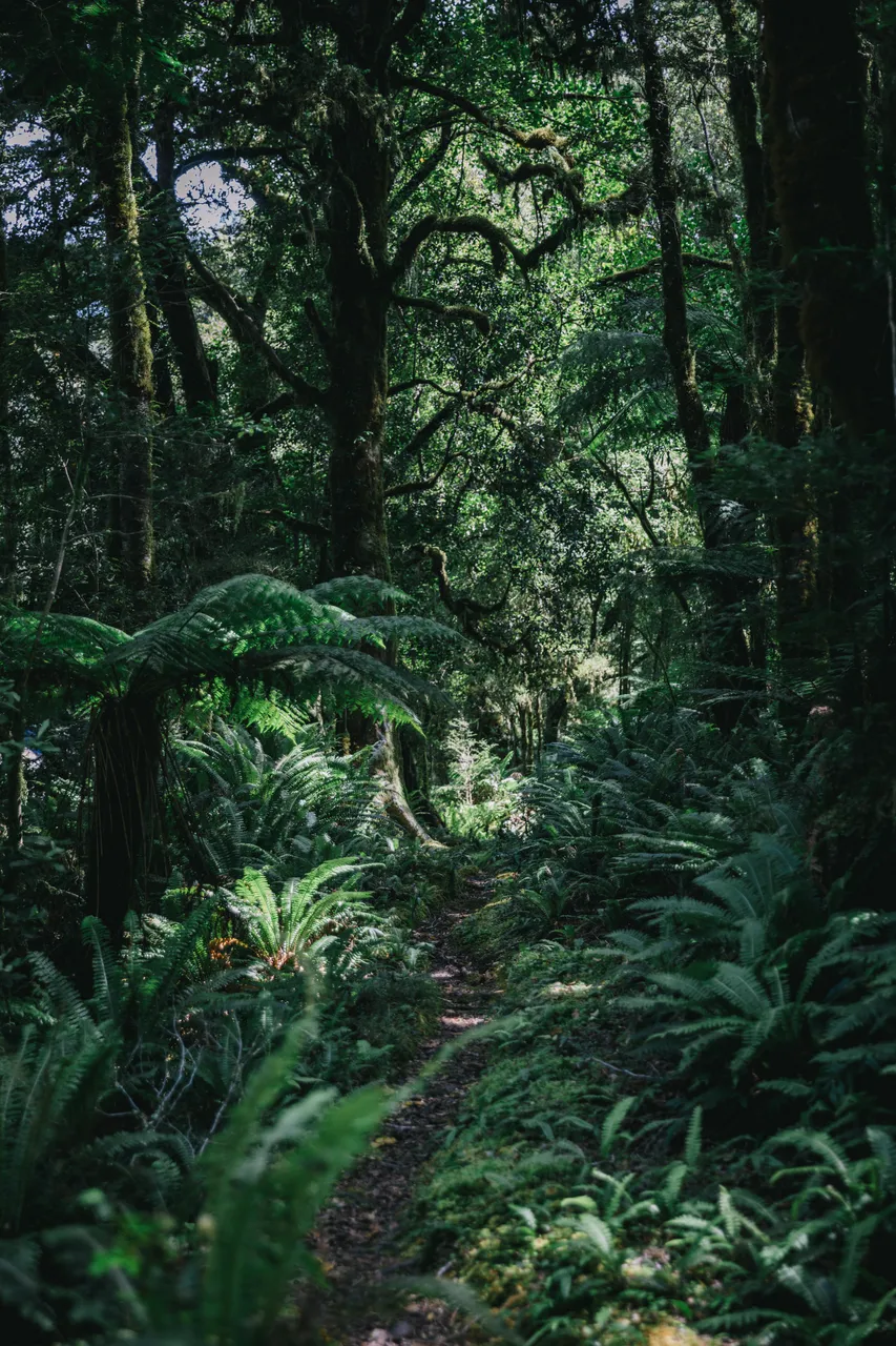 Wild Fiordland - Southland, New Zealand - Credit Liz Carlson (114)