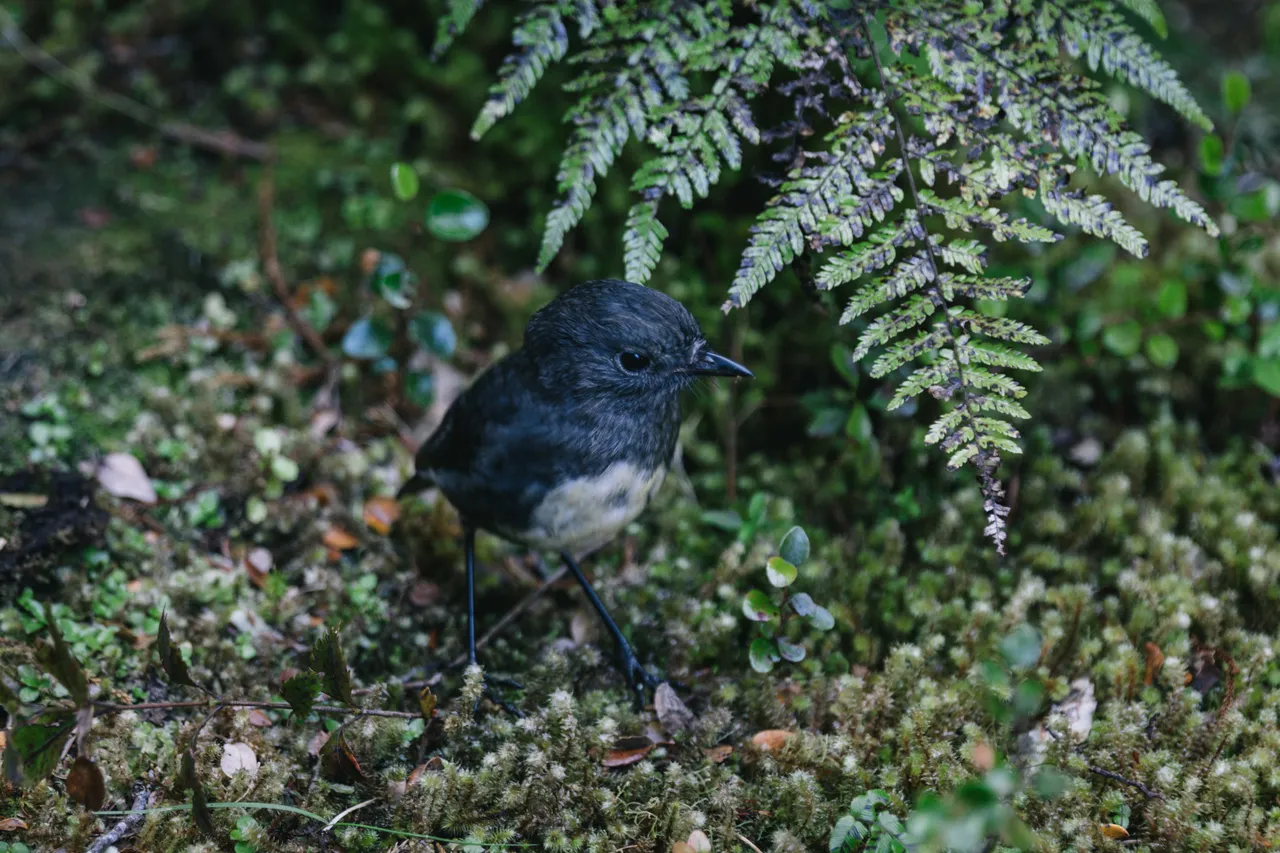 Wild Fiordland - Southland, New Zealand - Credit Liz Carlson (113)
