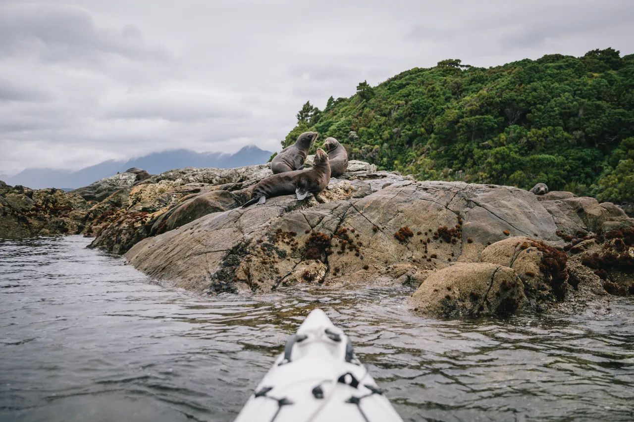 Wild Fiordland - Southland, New Zealand - Credit Liz Carlson (48)