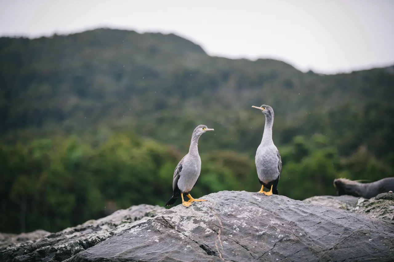 Wild Fiordland - Southland, New Zealand - Credit Liz Carlson (41)