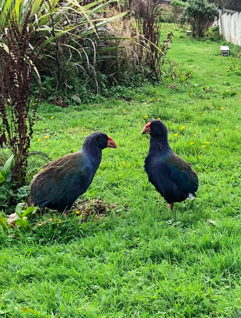 Te Anau Bird Sanctuary - Southland, New Zealand - Credit Great South (1)