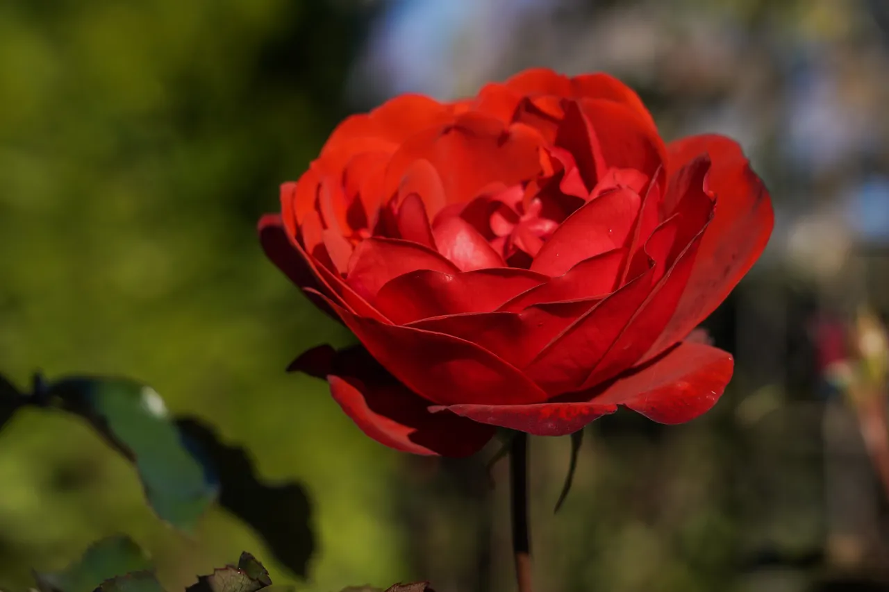 Castlemaine Garden - Southland, New Zealand - Credit Great South (3)