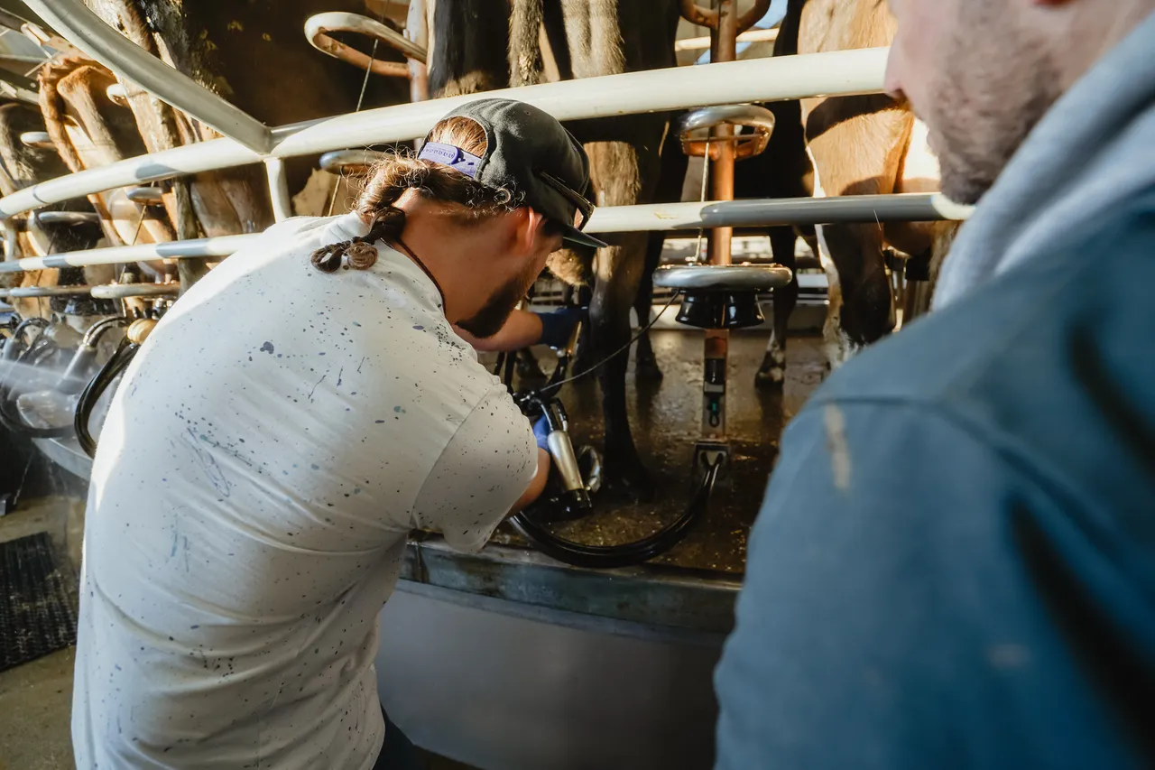 Dairy Pryde - Southland, New Zealand - Credit Great South (9)