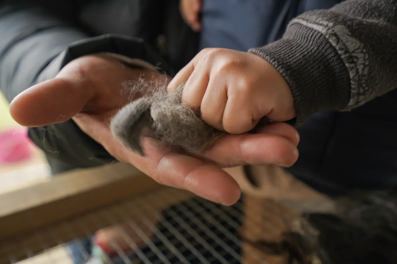 Kepler Mountain View Alpacas & Wild Wool Gallery - Southland New Zealand - Credit Great South (26)