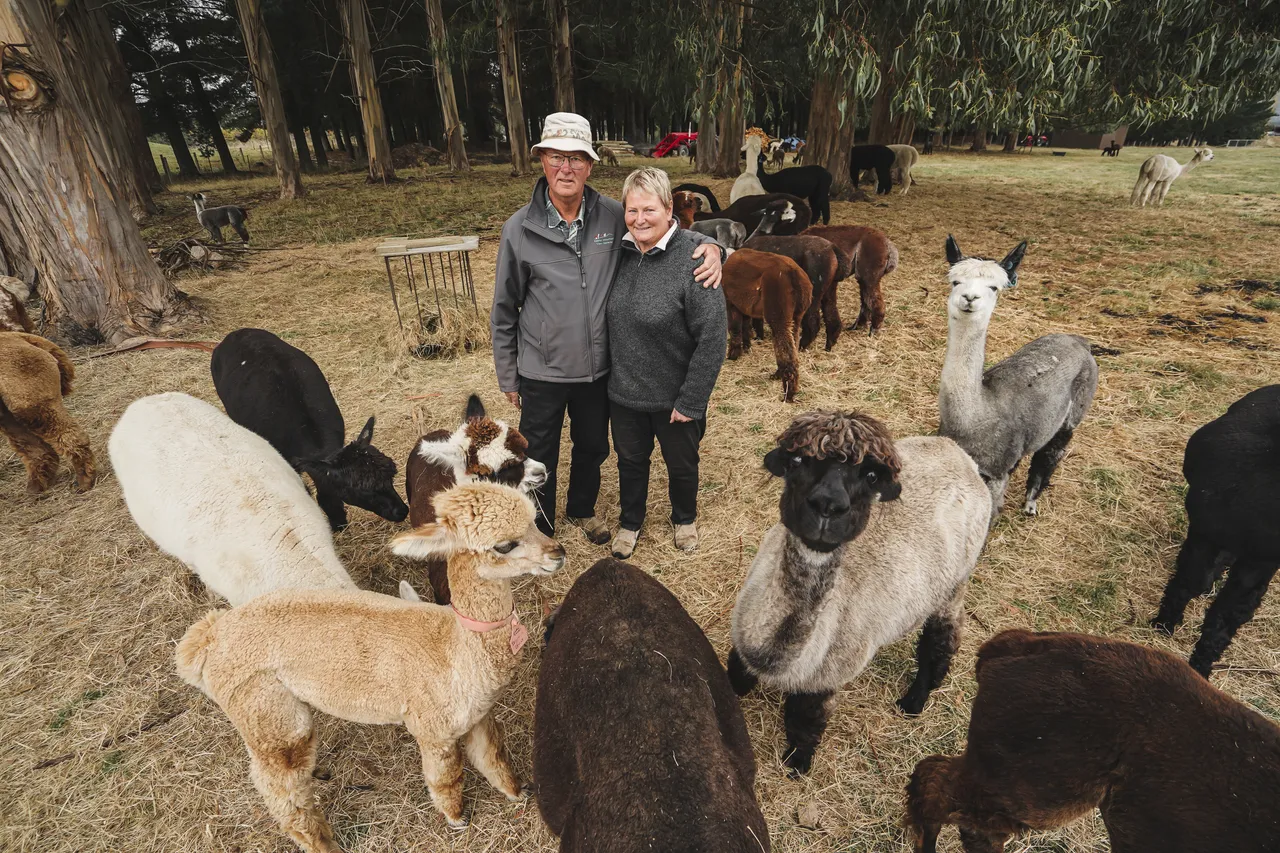 Kepler Mountain View Alpacas & Wild Wool Gallery - Southland New Zealand - Credit Great South (20)