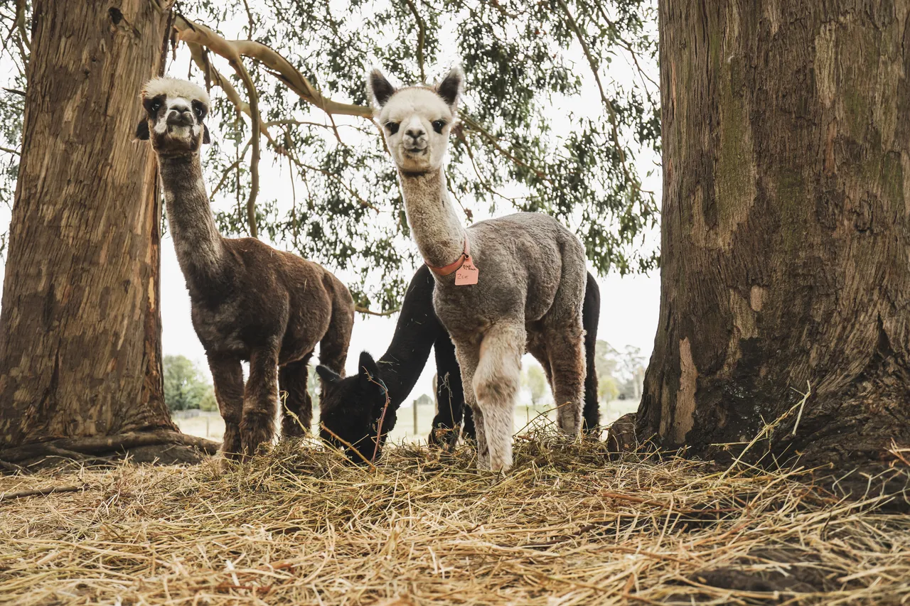 Kepler Mountain View Alpacas & Wild Wool Gallery - Southland New Zealand - Credit Great South (19)