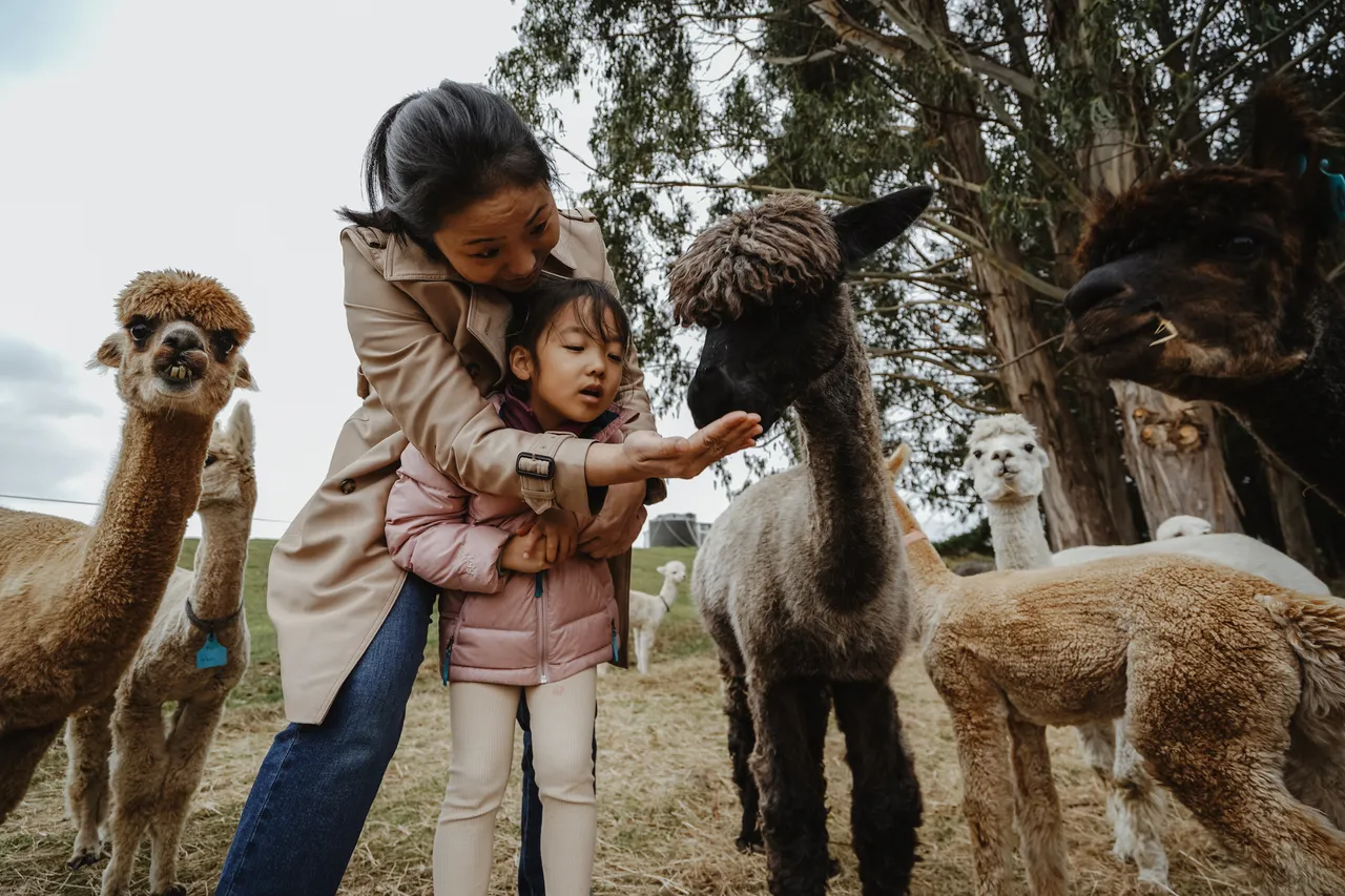 Kepler Mountain View Alpacas & Wild Wool Gallery - Southland New Zealand - Credit Great South (17)