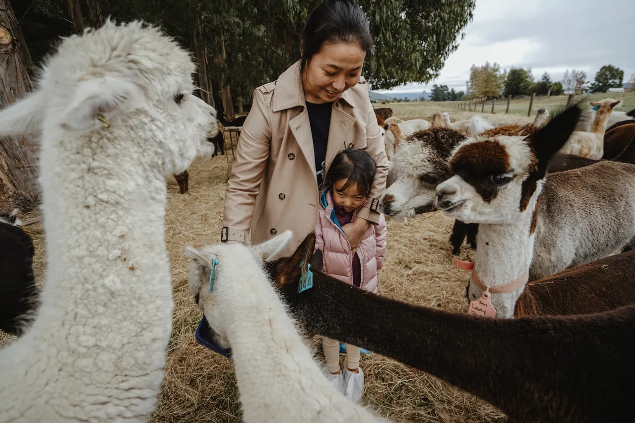 Kepler Mountain View Alpacas & Wild Wool Gallery - Southland New Zealand - Credit Great South (15)