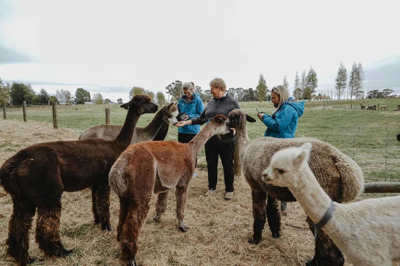 Kepler Mountain View Alpacas & Wild Wool Gallery - Southland New Zealand - Credit Great South (16)