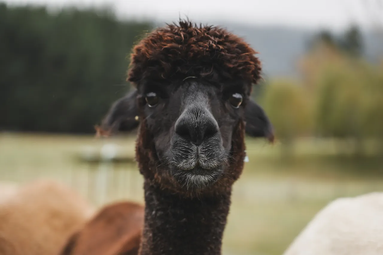 Kepler Mountain View Alpacas & Wild Wool Gallery - Southland New Zealand - Credit Great South (14)