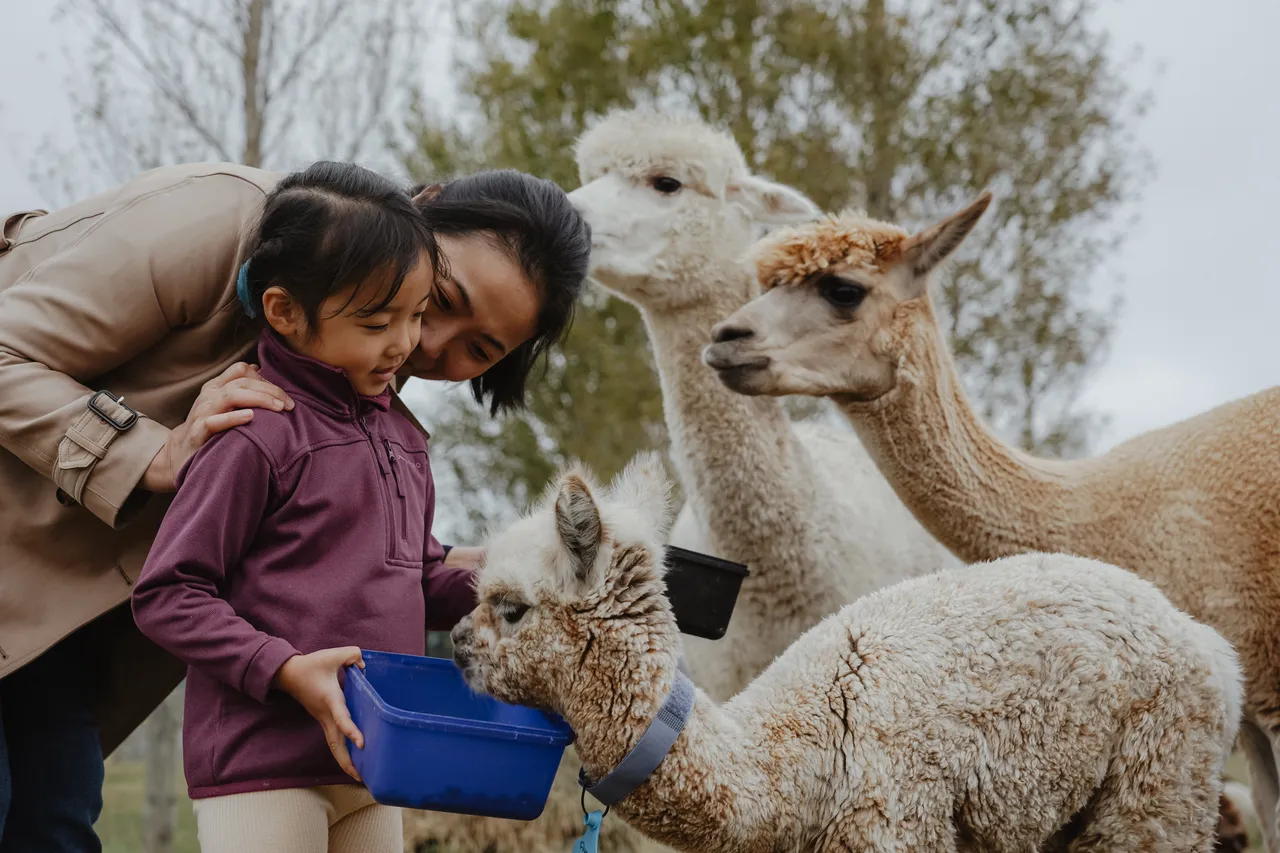 Kepler Mountain View Alpacas & Wild Wool Gallery - Southland New Zealand - Credit Great South (11)