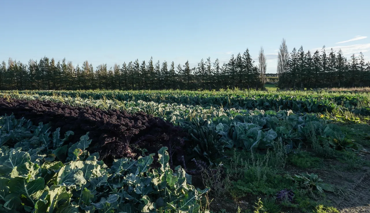 Wilsons Veges - Southland, New Zealand - Credit Great South (9)