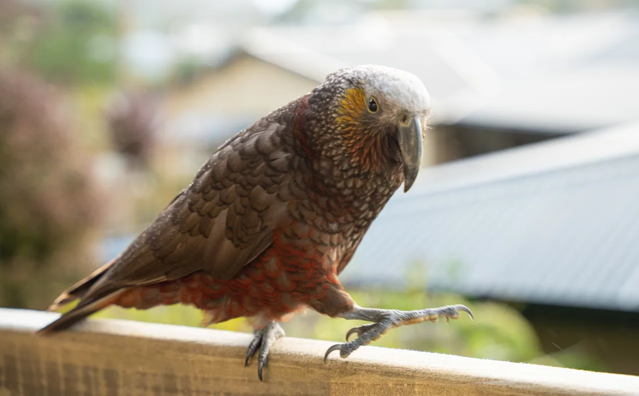 Kaka - Southland, New Zealand - Credit Tourism New Zealand (2)