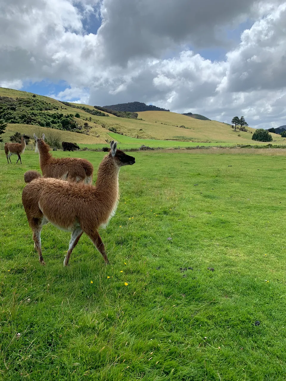Thickthorne Llamas - Southland, New Zealand - Credit Great South (5)