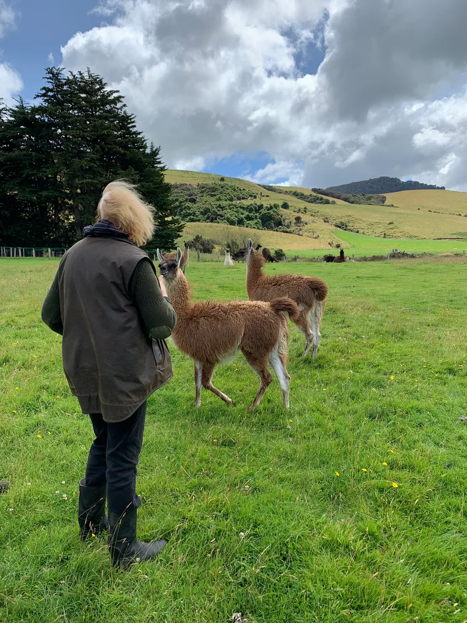 Thickthorne Llamas - Southland, New Zealand - Credit Great South (4)