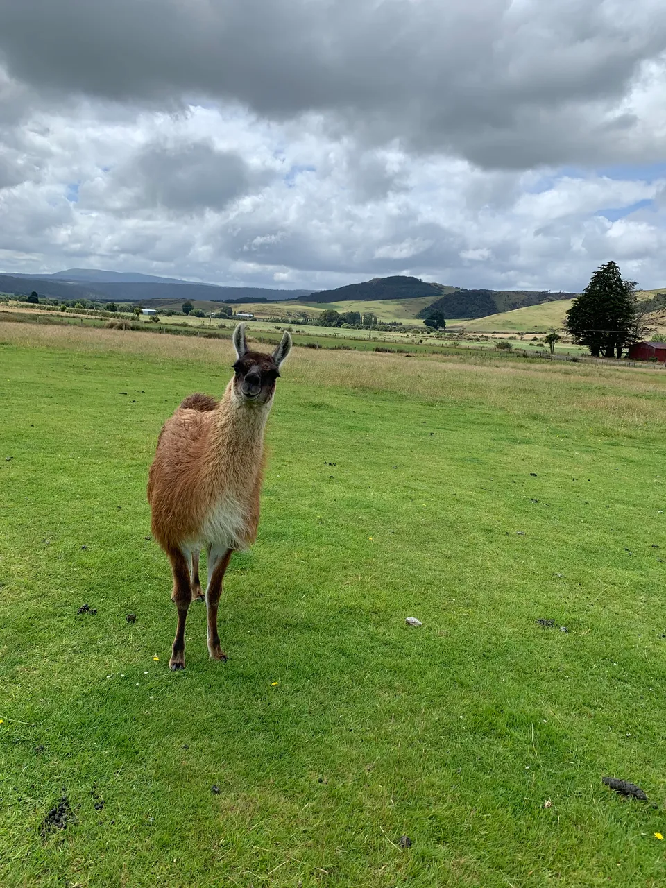 Thickthorne Llamas - Southland, New Zealand - Credit Great South (1)