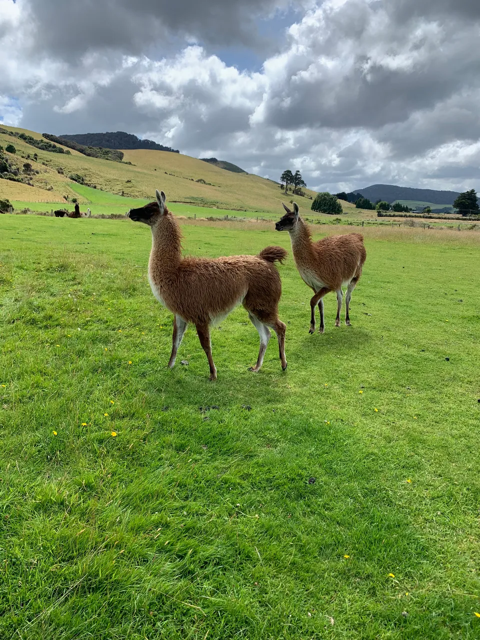 Thickthorne Llamas - Southland, New Zealand - Credit Great South (3)